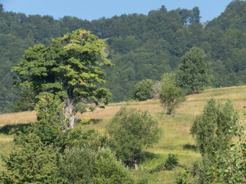Preobraženje 2017