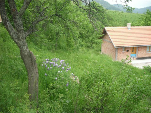 Asfalt u Borovici