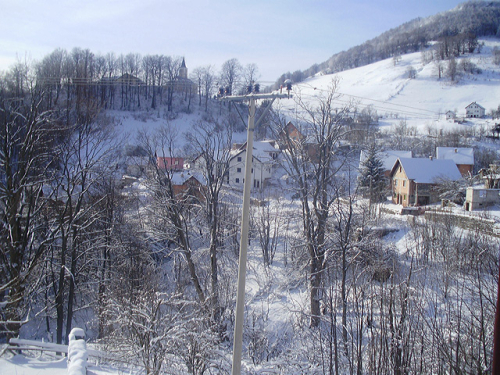 Borovica zimi