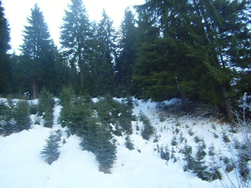 Prirodne ljepote Borovice