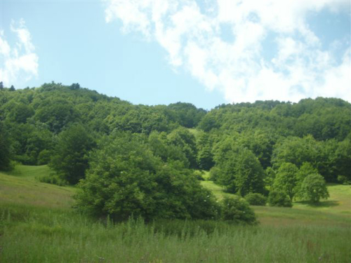 Preobraženje 2009