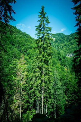 Preobraženje 2015