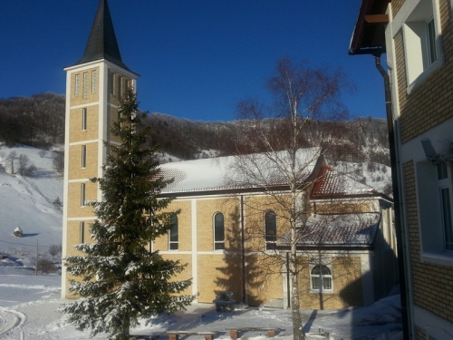 Borovica zimi